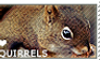 I love Squirrels