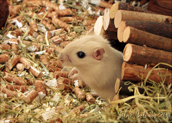 Aurora The Gerbil