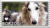 I love Borzoi