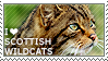 I love Scottish Wildcats