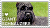 I love Giant Schnauzers