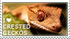 I love Crested Geckos