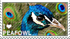I love Peafowl