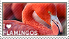 I love Flamingos