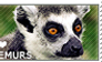 I love Lemurs