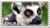 I love Lemurs