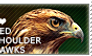 I love Red-shouldered Hawks