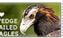 I love Wedge-tailed Eagles