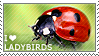I love Ladybirds
