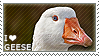 I love Geese by WishmasterAlchemist