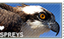 I love Ospreys