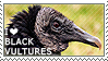 I love Black Vultures