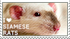 I love Siamese Rats