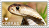 I love Cobras