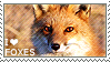 I love Foxes