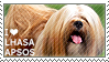 I love Lhasa Apsos