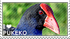 I love Pukeko