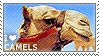 I love Camels