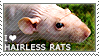 I love Hairless Rats by WishmasterAlchemist