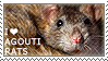 I love Agouti Rats