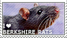 I love Berkshire Rats