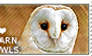 I love Barn Owls