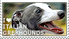 I love Italian Greyhounds by WishmasterAlchemist