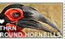 I love Southern Ground Hornbills