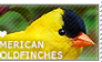 I love American Goldfinches