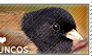 I love Juncos