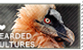 I love Bearded Vultures