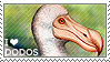 I love Dodos