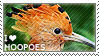 I love Hoopoes