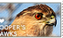 I love Cooper's Hawks