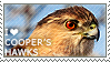 I love Cooper's Hawks by WishmasterAlchemist