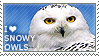 I love Snowy Owls