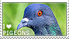 I love Pigeons