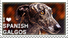 I love Spanish Galgos by WishmasterAlchemist