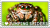 I love Jumping Spiders