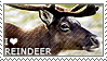 I love Reindeer