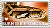 I love Burmese Pythons by WishmasterAlchemist
