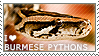 I love Burmese Pythons