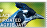 I love Black-throated Magpie-Jays