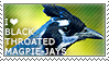 I love Black-throated Magpie-Jays by WishmasterAlchemist