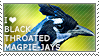 I love Black-throated Magpie-Jays