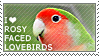 I love Rosy-faced Lovebirds by WishmasterAlchemist