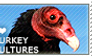 I love Turkey Vultures