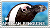 I love African Penguins