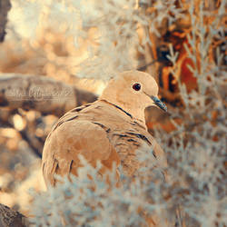 In The Cypress Tree