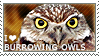 I love Burrowing Owls